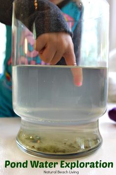 a child touching the water in a large glass container with text overlay that reads pond water explanation natural beach living