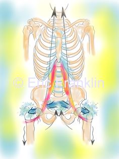 Franklin Method, Yoga Anatomy, Natural Movement, Thai Massage, Yoga Therapy, Abdominal Exercises, Body Anatomy, Video Course, Chakra Meditation