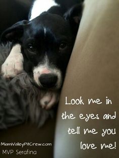 a black and white dog laying on top of a couch next to a quote that says look me in the eyes and tell me you love me