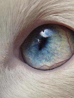 an animal's eye is shown in this close up photo, with the iris visible