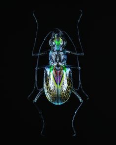 a colorful beetle sitting on top of a black surface