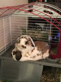 a rabbit is sitting in its cage with his head on top of the other bunny