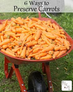 there is a wheel barrow full of carrots