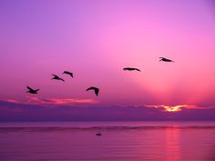 a flock of birds flying over the ocean at sunset