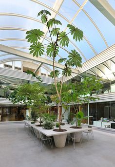 an indoor courtyard with tables, chairs and trees in pots on the concrete flooring