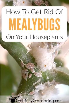 a close up of a plant with the text how to get rid of fleay bugs on your houseplants