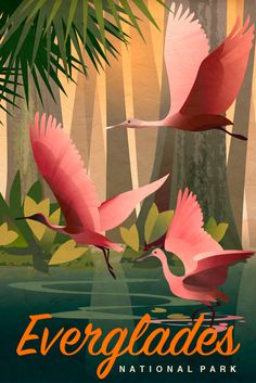 the evergladess national park poster features pink birds flying over water and palm trees