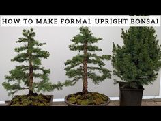 three bonsai trees in pots with the words how to make formal upright bonsai trees