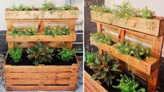 several wooden planters with plants growing in them