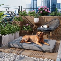 a brown dog laying on top of a bed in the middle of a wooden deck