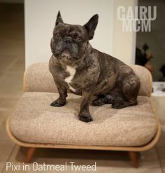 a small dog sitting on top of a couch in front of a wall with the caption pixi in oatmeal tweed