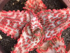 a red and white plant in a pot on some black gravel with dirt around it