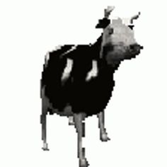 a black and white photo of a cow in the middle of it's legs