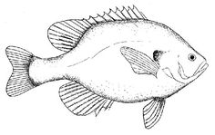 a black and white drawing of a fish