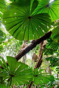 a large leafy tree in the middle of a forest