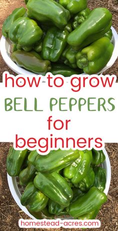 two bowls filled with green bell peppers and the words how to grow bell peppers for beginners