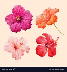 four different colored flowers on a pink background