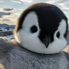 a close up of a penguin with big eyes