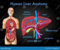 human liver anatomy diagram with labels on black background stock image - organs and their functions in the body