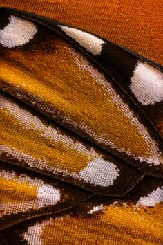 a close up view of a butterfly's wing showing the pattern on its wings