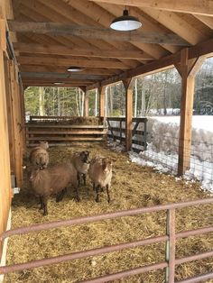 three sheep are standing in the hay inside an enclosure with snow on the ground and trees behind them