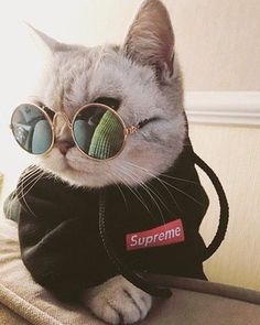 a cat wearing sunglasses and a jacket with the supreme logo on it's chest