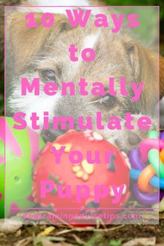 a dog laying on the ground with toys in front of it and text overlay that says, how ways to mentally stimulate your puppy