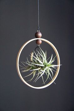 an air plant hanging in a circular wooden holder