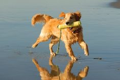 a dog carrying a stick in its mouth on the beach