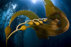 an underwater view of seaweed with sunlight shining through the water