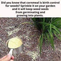 someone is holding a measuring cup with something in it that says, did you know that cornel is birth control? for weeds? sprinkle on your garden and it will keep