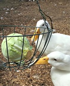 two ducks are eating lettuce out of a wire basket