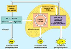 an image of a diagram showing the different types of cells and their functions in life