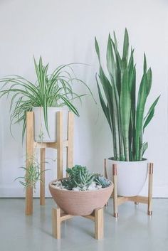 three potted plants sitting next to each other in front of a white wall and floor