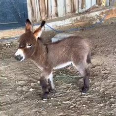 a small donkey standing on top of a dirt field