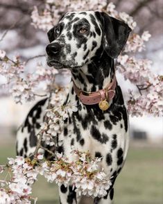 a dalmatian dog standing next to a tree with flowers on it's branches