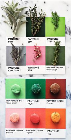 an assortment of different types of plants on a marble counter top with the words pantone