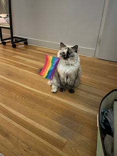 a cat sitting on the floor holding a rainbow flag