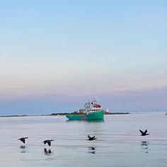 several birds flying around a boat in the water