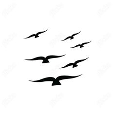 a flock of birds flying in the sky with their wings spread out and one bird is black