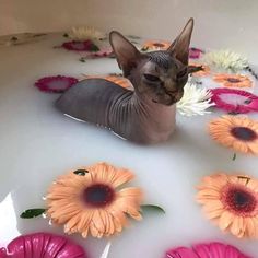 a cat is sitting in the bathtub with flowers around it and caption that reads, tell me about this super sayn god