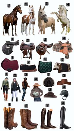 an image of different types of horses and saddles