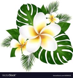 white and yellow flowers with green leaves on a white backgrounge background illustration