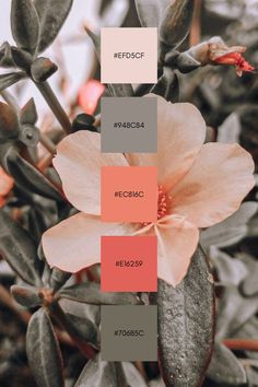 the color scheme for this plant is peach and grey