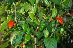 green and red peppers growing on a plant