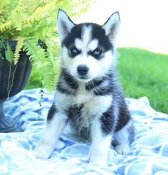 a husky puppy sitting on a blanket next to a potted plant and looking at the camera