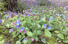 small blue and pink flowers growing in the grass