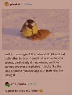 a bird sitting on top of a snow covered ground next to a dead bird in the snow