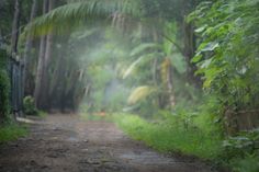 a dirt road surrounded by lush green trees and bushes on both sides, with fog in the air