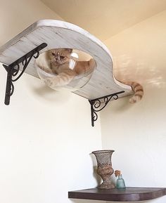 a cat sitting on top of a shelf in a room